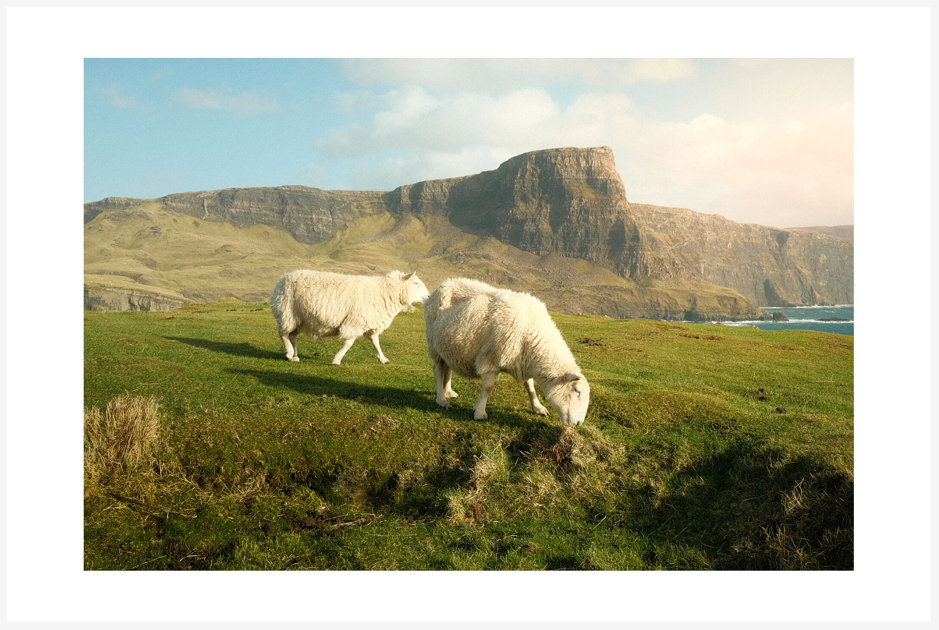 Wild Sheep Chase